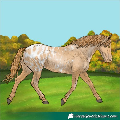 Horse Color:Chestnut Pearl Blanket 
