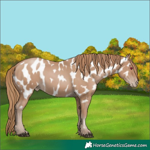 Horse Color:Black Pearl Appaloosa 