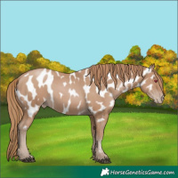 Horse Color:Black Pearl Near Leopard 