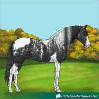 Horse Color:Powder White Black Tobiano Snowflake Varnish