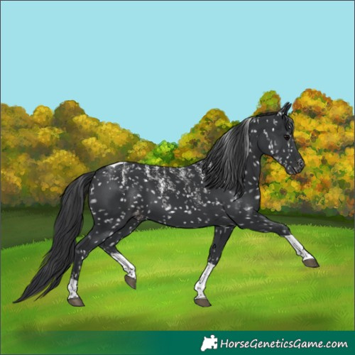 Horse Color:Powder White Black Tobiano Appaloosa 