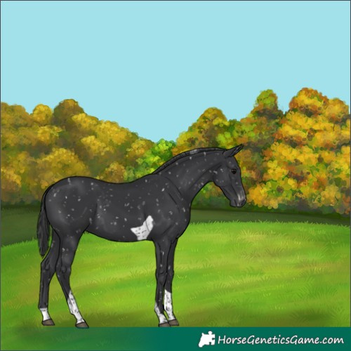 Horse Color:Black Tobiano Appaloosa 