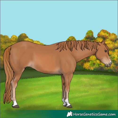 Horse Color:Chestnut 