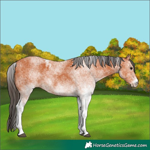 Horse Color:White Spotted Bay 