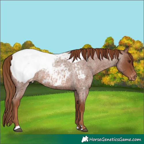 Horse Color:Red Roan Appaloosa 