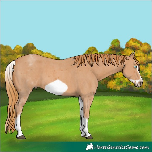 Horse Color:White Spotted Chestnut Sabino Frame 