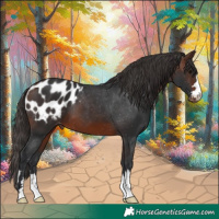 Horse Color:Brown Appaloosa 