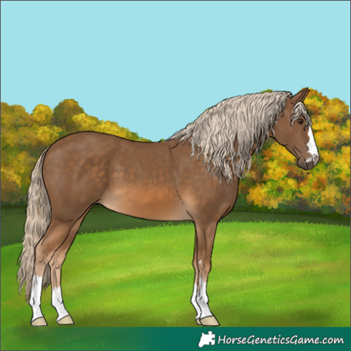 Horse Color:Chocolate Palomino 