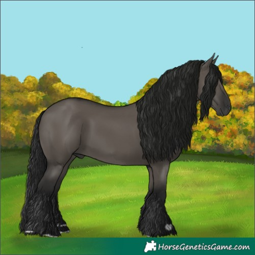 Horse Color:Gray Grullo 