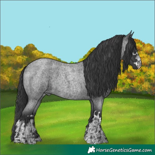 Horse Color:Blue Roan and Blue Roan