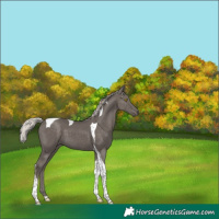 Horse Color:Silver Black Tobiano 