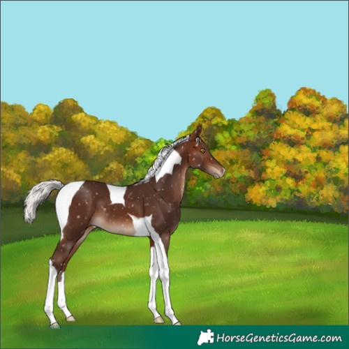 Horse Color:Silver Brown Tobiano Appaloosa 