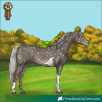 Horse Color:Silver Black Tobiano Appaloosa