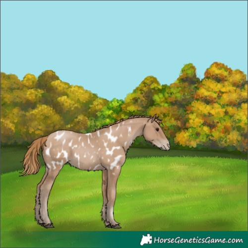 Horse Color:Black Pearl Near Leopard 