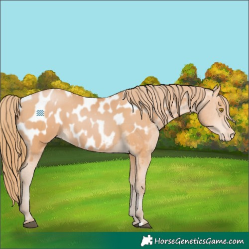 Horse Color:Bay Pearl Appaloosa