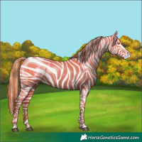 Horse Color:Bay Pearl Appaloosa 