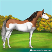 Horse Color:Bay Splash Frame