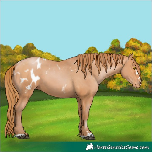 Horse Color:Bay Pearl Appaloosa