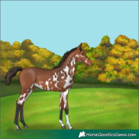Horse Color:Bay Tobiano Skewed Appaloosa 