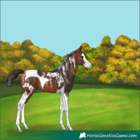 Horse Color:Powder White Bay Splash Tobiano Skewed Appaloosa 