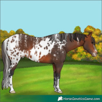 Horse Color:Powder White Bay Skewed Appaloosa