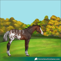 Horse Color:Powder White Bay Splash Skewed Appaloosa 