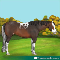 Horse Color:Brown Splash Skewed Appaloosa