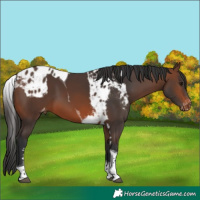 Horse Color:Brown Tobiano Skewed Appaloosa