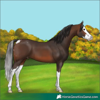 Horse Color:Brown Splash Skewed Appaloosa 