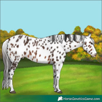Horse Color:Brown Tobiano Skewed LP Spotted 