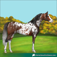 Horse Color:Powder White Bay Splash Skewed Appaloosa