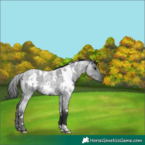 Horse Color:White Spotted Blue Roan 