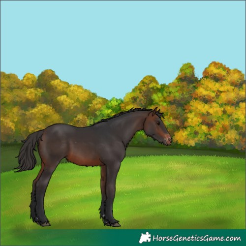 Horse Color:Brown Varnish