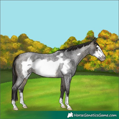 Horse Color:Buckskin Roan Sabino Frame 
