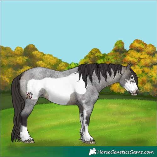 Horse Color:Buckskin Roan Sabino Frame 