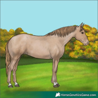 Horse Color:Black Pearl Appaloosa 