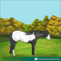 Horse Color:Black Frame Appaloosa