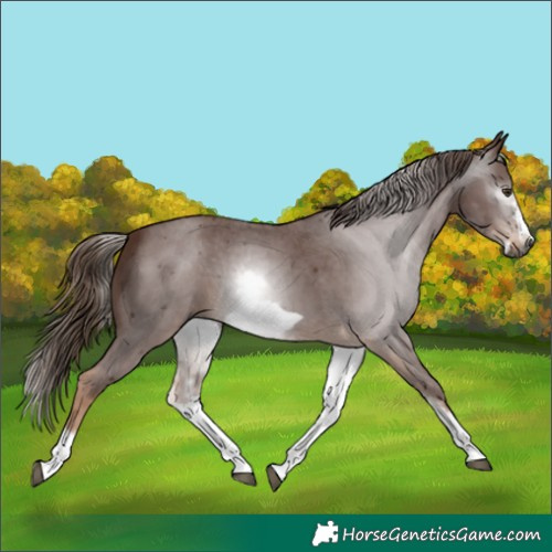 Horse Color:Gray White Spotted Chestnut Sabino Frame 