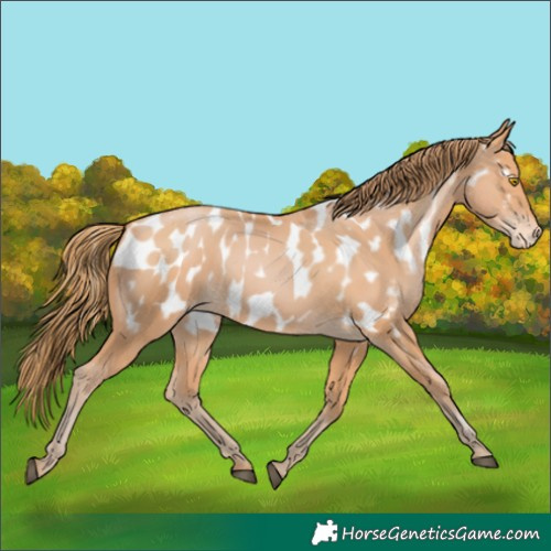 Horse Color:Bay Pearl Near Leopard 