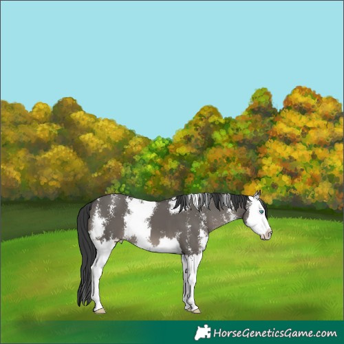 Horse Color:Grullo Sabino Splash 