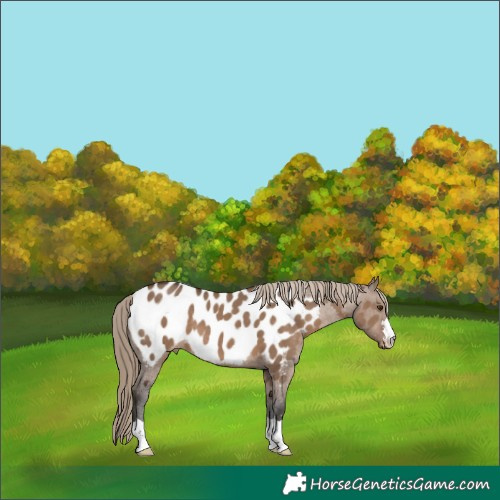 Horse Color:Liver Red Dun Appaloosa 