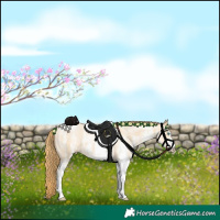 Horse Color:White Spotted Buckskin Pearl 