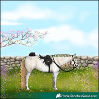 Horse Color:White Spotted Buckskin Pearl 