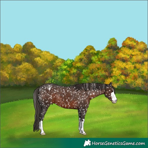 Horse Color:Liver Chestnut Appaloosa 