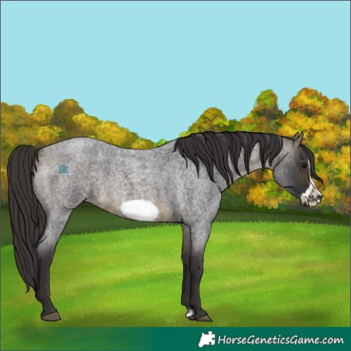 Horse Color:Buckskin Roan Sabino Frame 