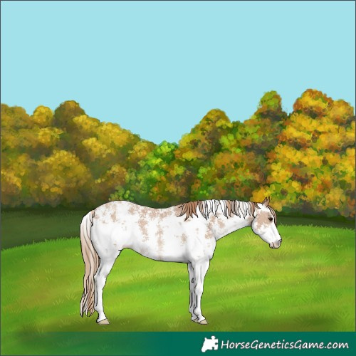 Horse Color:Black Pearl Sabino Appaloosa 