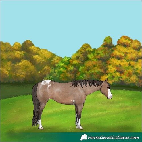 Horse Color:Liver Red Dun Appaloosa 