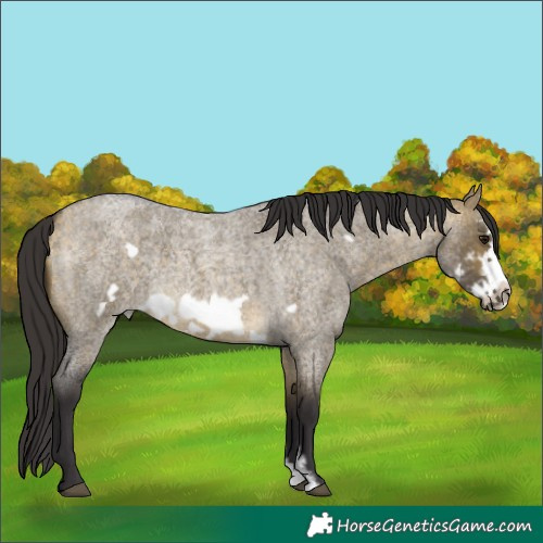 Horse Color:Buckskin Roan Dun Sabino Frame