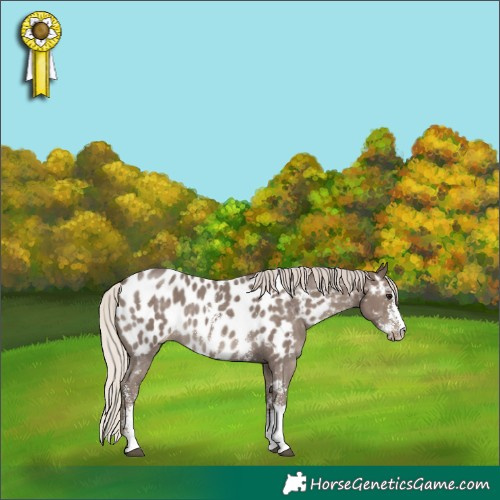 Horse Color:Silver Black Sabino Near Leopard 