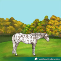 Horse Color:Silver Black Sabino Appaloosa 